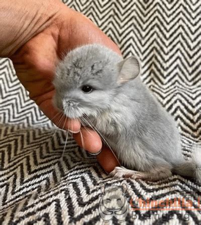 Chinchilla for sale near me - Jul 22, 2023 · Cute and healthy Chinchilla bunnies for sale. 45.00 $. Chinchilla Rabbit Louisville (Kentucky) December 20, 2023. The American Chinchilla is a friendly rabbit with soft fur and a calm demeanor, ideal for 4-H. Our cute and healthy bunnies are available for pickup from December 15th—reserve yours before they run out. 